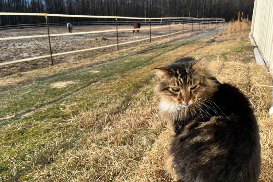 Working cat on farm