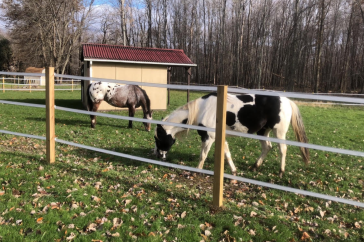 Horses in a pasture with polytape fence