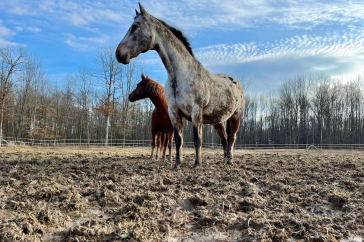 horses in a muddy field