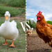 duck vs chicken