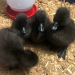 Four black ducklings in a brooder box