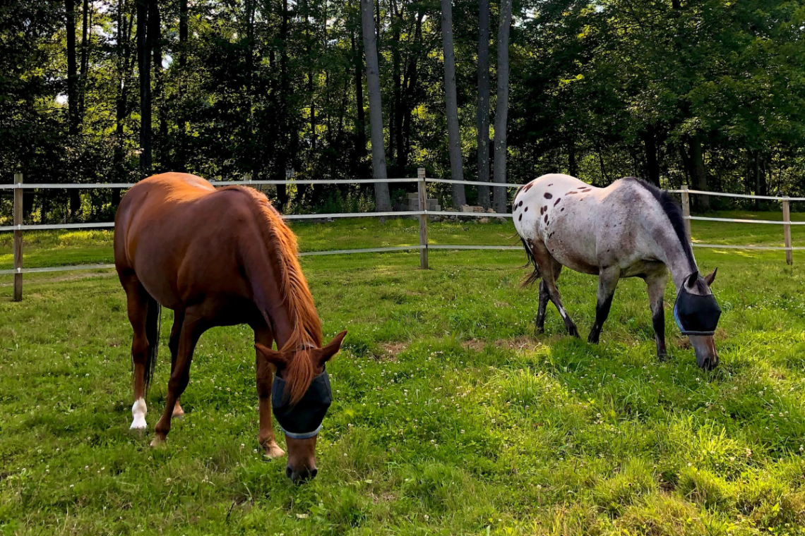 Horses with fly masks in field