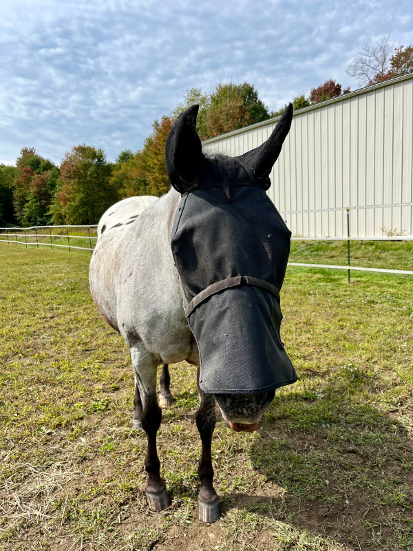 horse in UViator fly mask