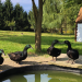 ducks in line in front of pond