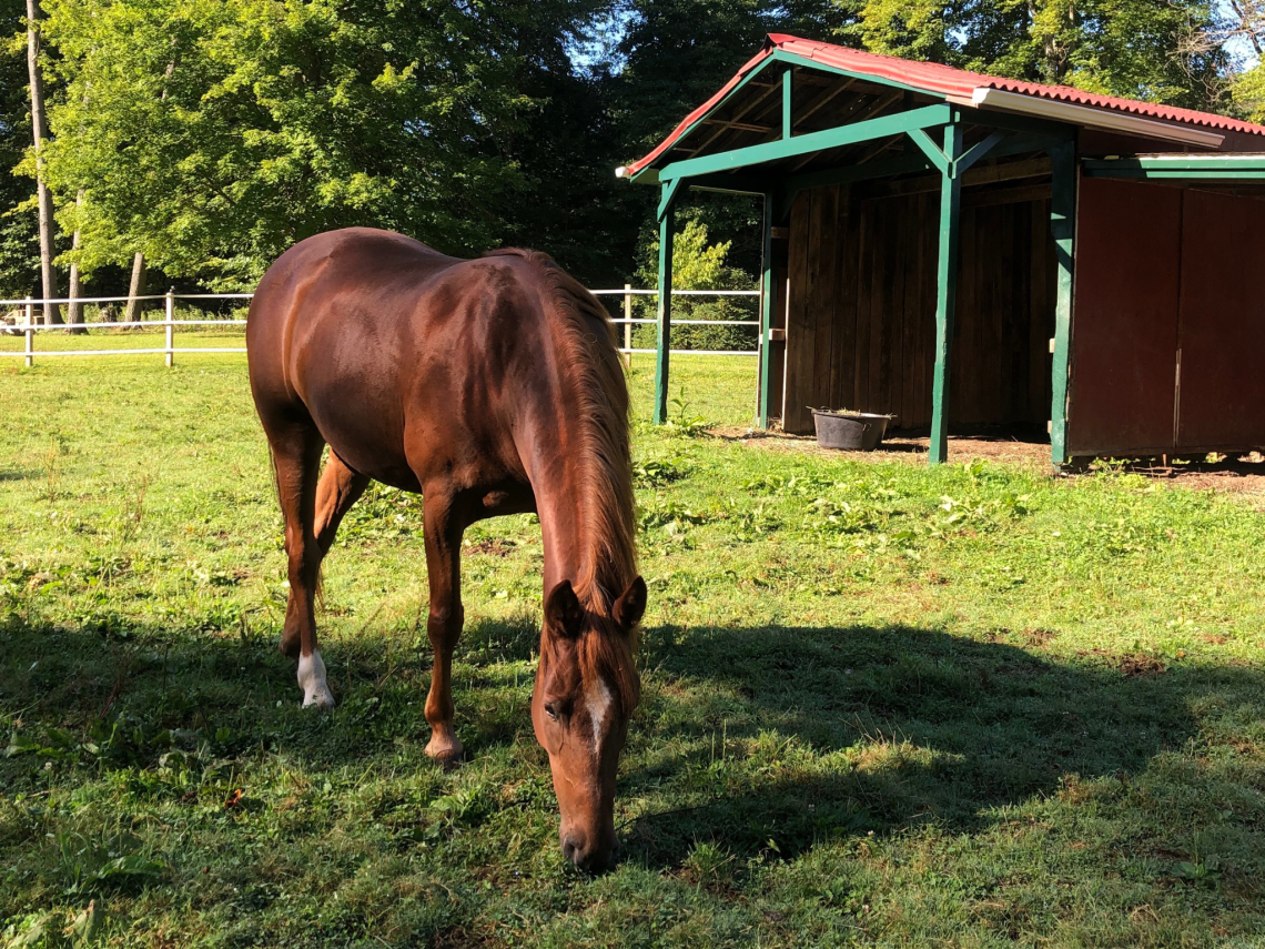 horse by run-in shed