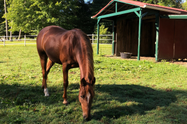 horse by run-in shed