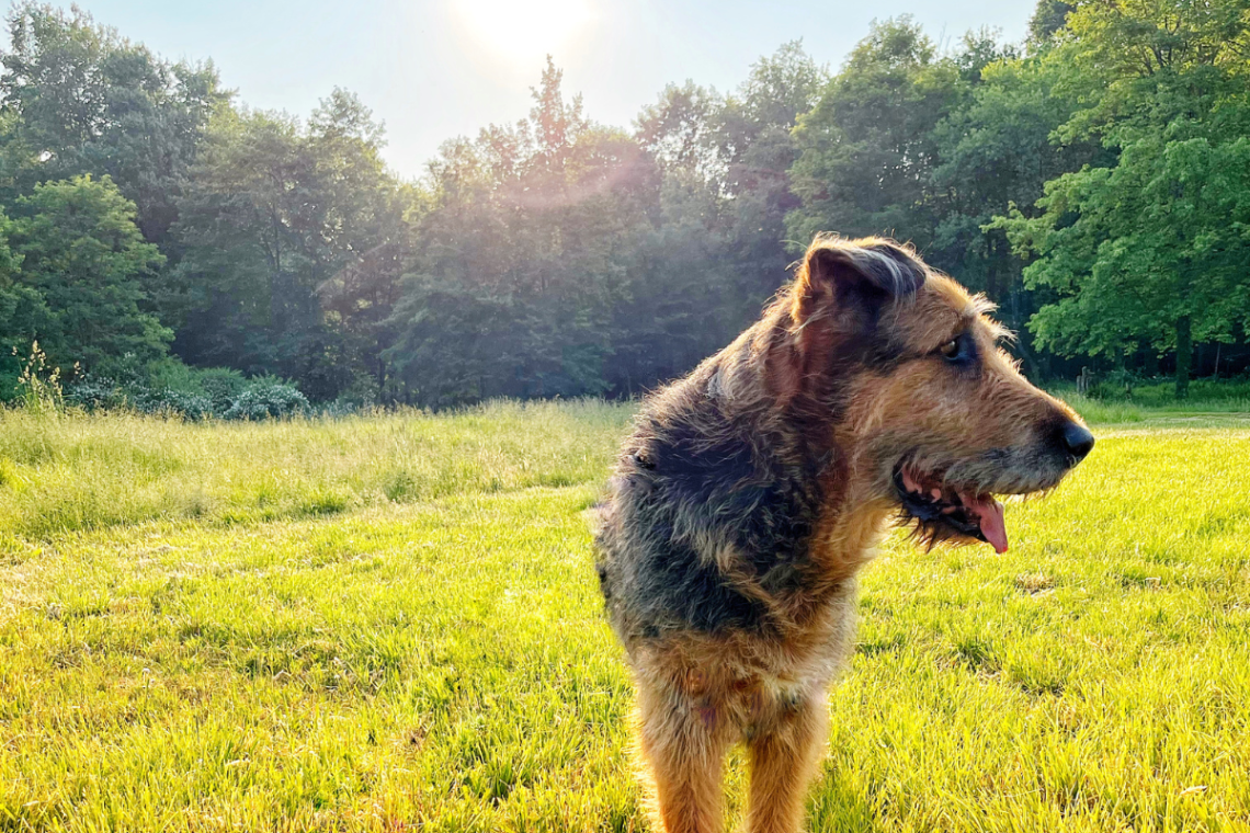 Dog outside in field