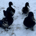 ducks in winter snow