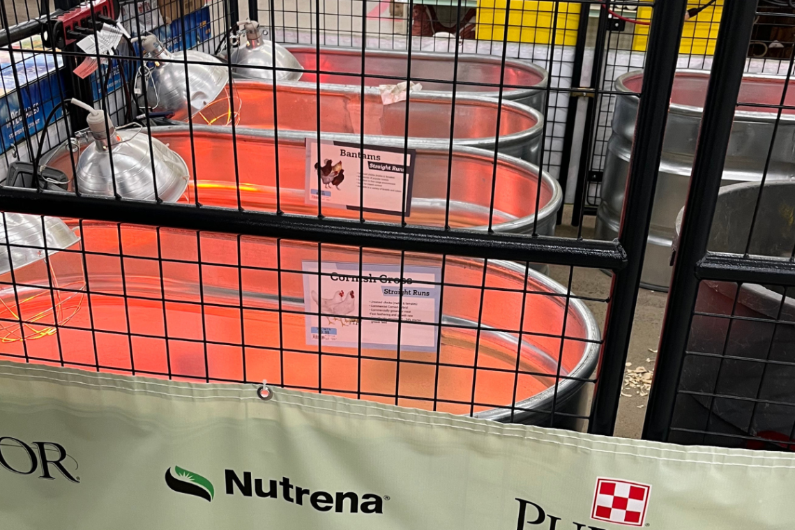 chicks at tractor supply