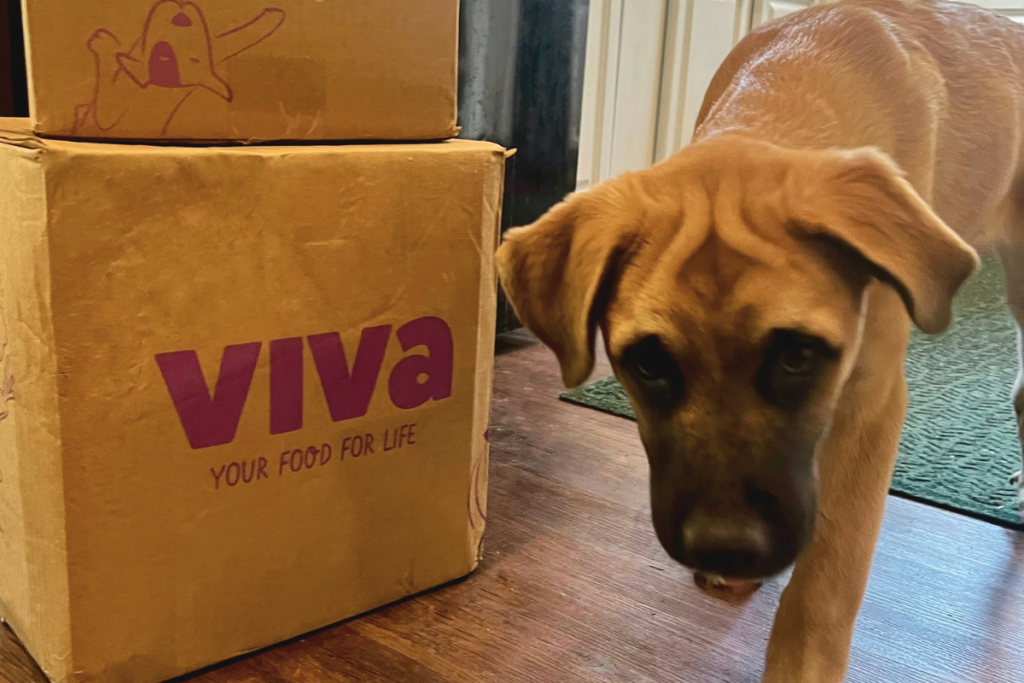 Viva Raw Dog Food Review: Is It a Good Dog Food?