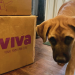 Viva Raw dog food box and puppy